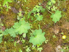 Alchemilla xanthochlora