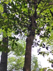 Syzygium austrosinense