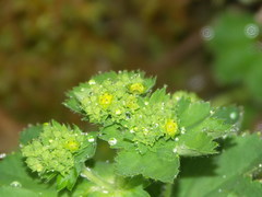 Alchemilla xanthochlora