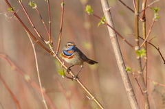Luscinia svecica svecica