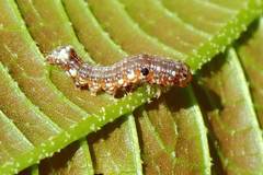 Camptozada mirabilis