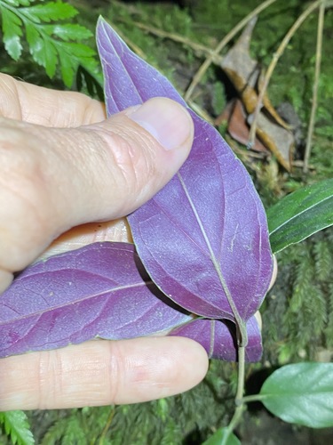 Pseuderanthemum variabile