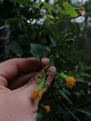Senecio quinquelobus