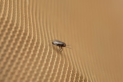 Pachytomella