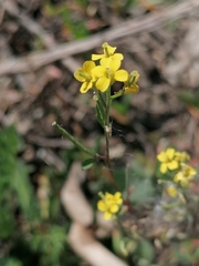 Erysimum marschallianum