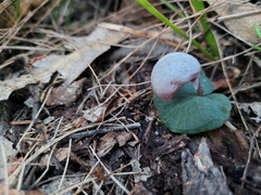 Corybas barbarae