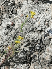 Erysimum marschallianum