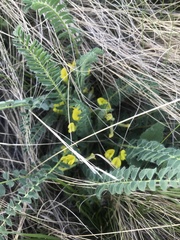 Astragalus wolgensis