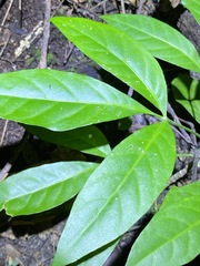 Melicope vitiflora