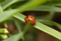 Coccinella septempunctata