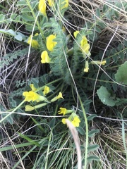 Astragalus wolgensis