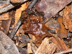 Phaeotremella fimbriata