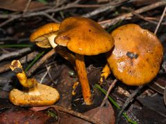 Cortinarius abnormis