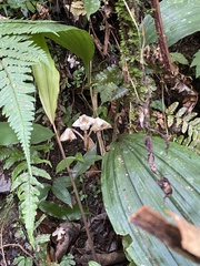Acanthophippium striatum