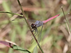 Orthetrum migratum