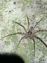 Heteropoda procera