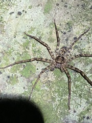 Heteropoda procera