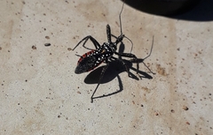 Rhynocoris albopunctatus