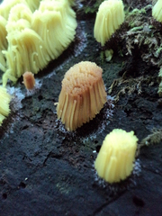 Stemonitis axifera