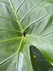 Okiscarta uchidae