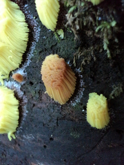 Stemonitis axifera