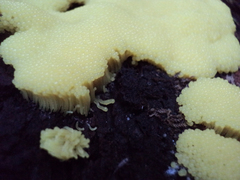 Stemonitis axifera