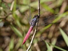 Orthetrum migratum