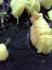 Stemonitis axifera