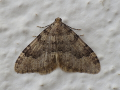 Nebula ibericata