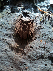 Stemonitis axifera