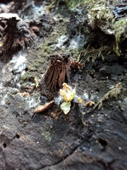 Stemonitis axifera