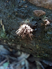 Stemonitis axifera