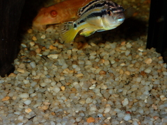Melanochromis auratus