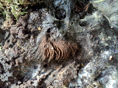 Stemonitis axifera
