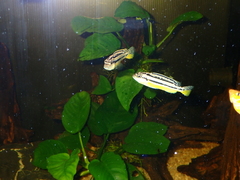 Melanochromis auratus