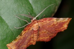 Achrosis