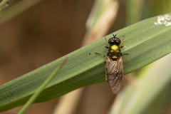 Chloromyia formosa