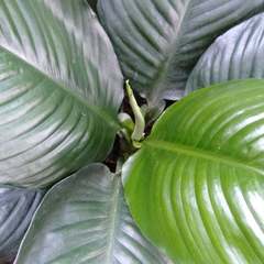 Spathiphyllum wallisii