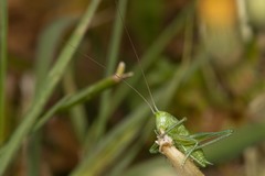 Tettigonia viridissima