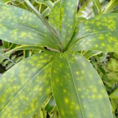 Dracaena surculosa