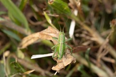 Tettigonia viridissima