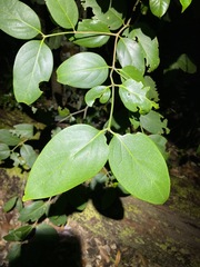 Psydrax lamprophylla