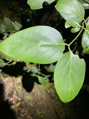 Psydrax lamprophylla