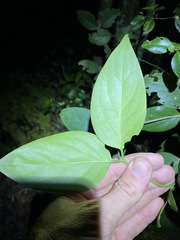 Psydrax lamprophylla