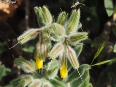 Onosma frutescens