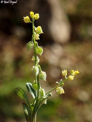 Clypeola lappacea