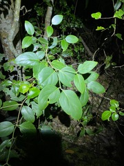 Psydrax lamprophylla