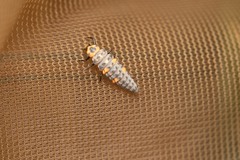 Coccinella septempunctata