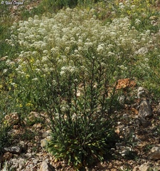 Peltaria angustifolia