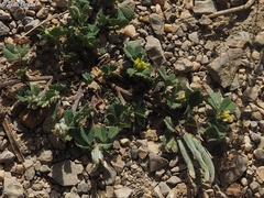 Medicago crassipes